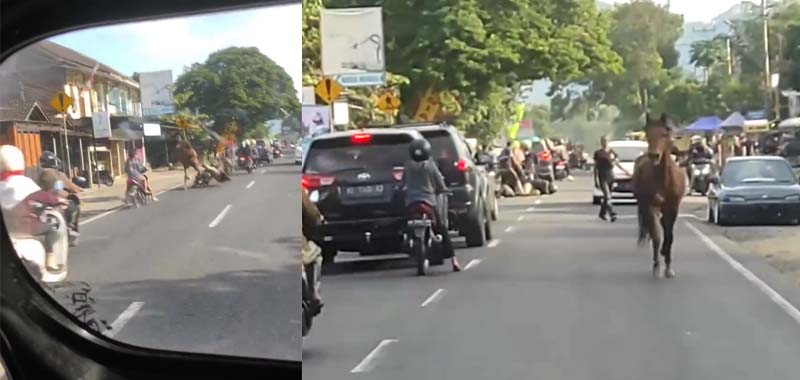 Magelang Seekor Kuda Lepas Di Jalan Banyak Pemotor Tertabrak